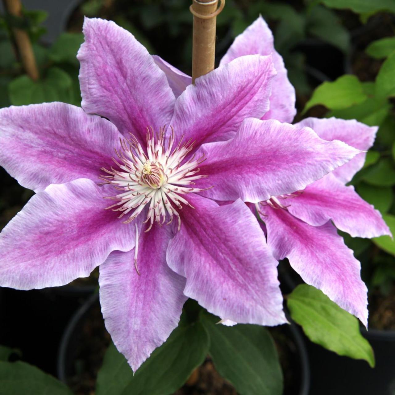 Clematis 'Dr Ruppel' plant