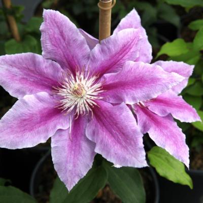 clematis-dr-ruppel