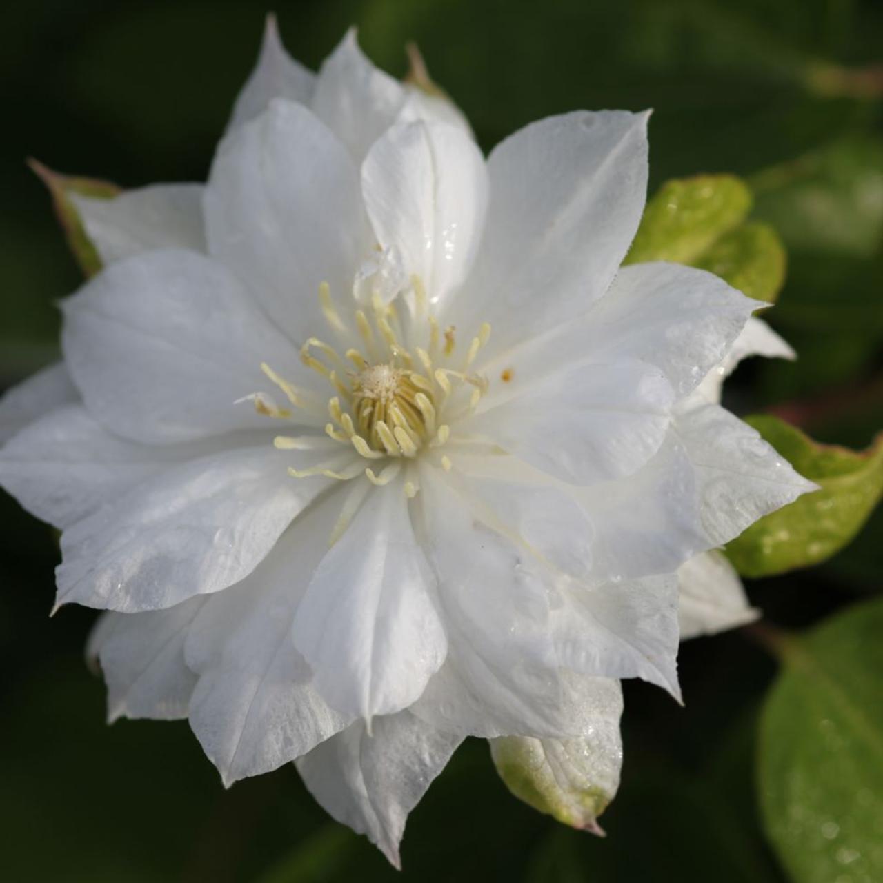 Clematis 'Duchess of Edinburgh' plant