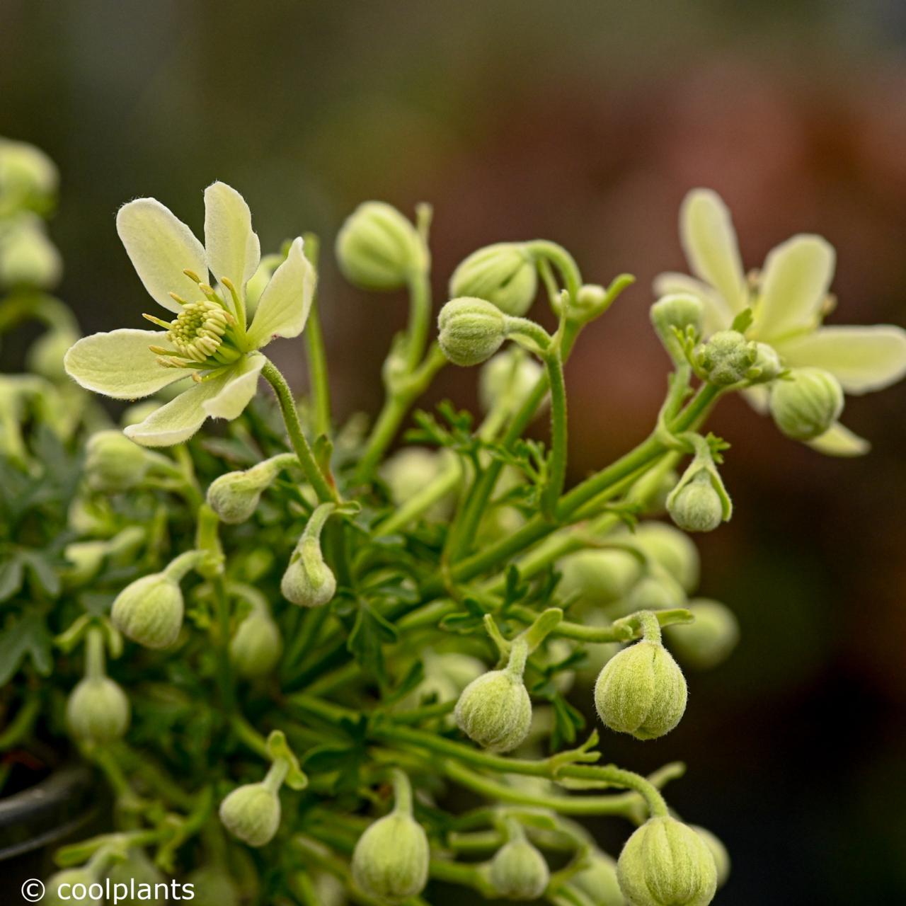 Clematis 'Emerald Dream' plant
