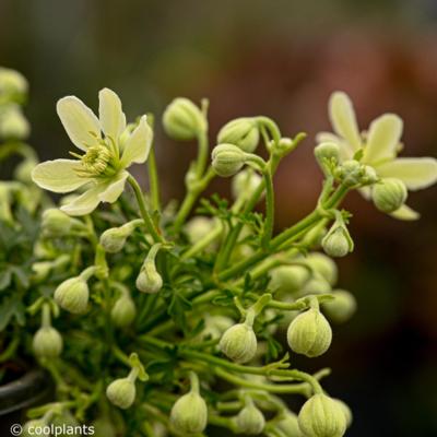 clematis-emerald-dream