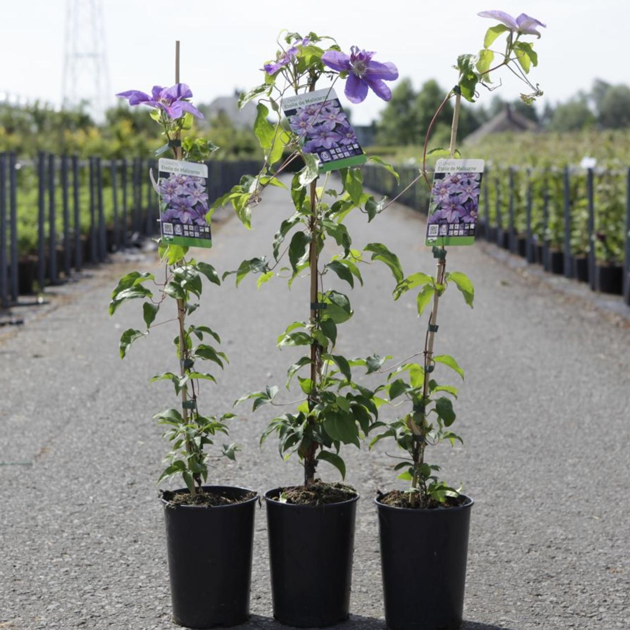 Clematis 'Etoile de Malicorne' plant