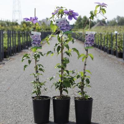 clematis-etoile-de-malicorne