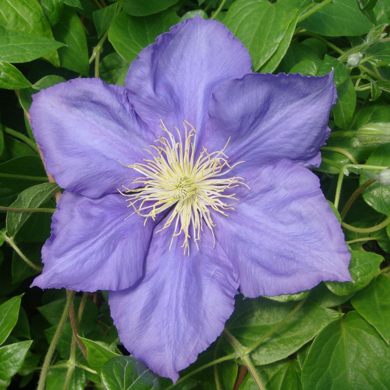 Clematis 'General Sikorski' plant