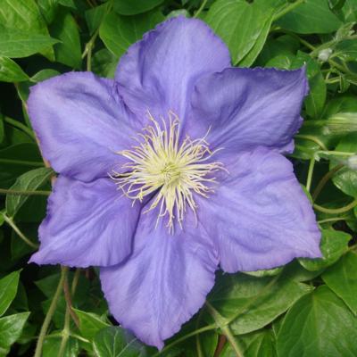 clematis-general-sikorski