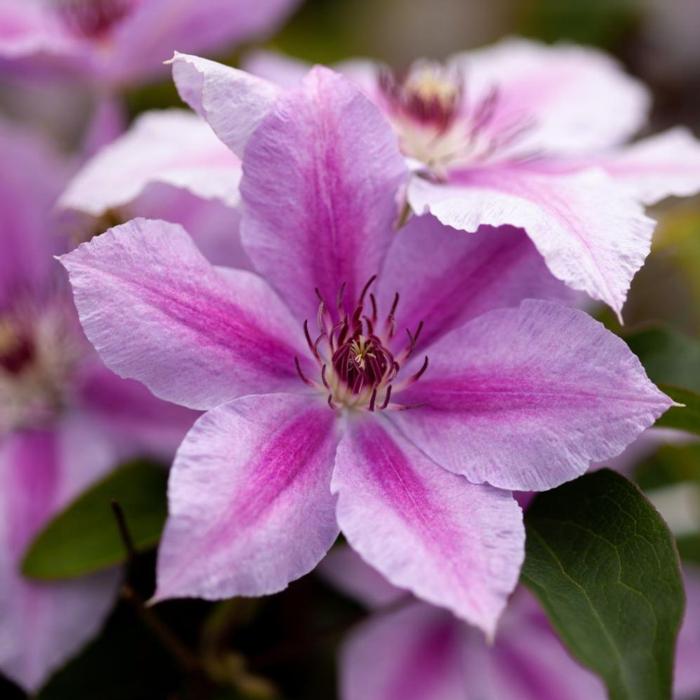 Clematis 'Girenas' plant