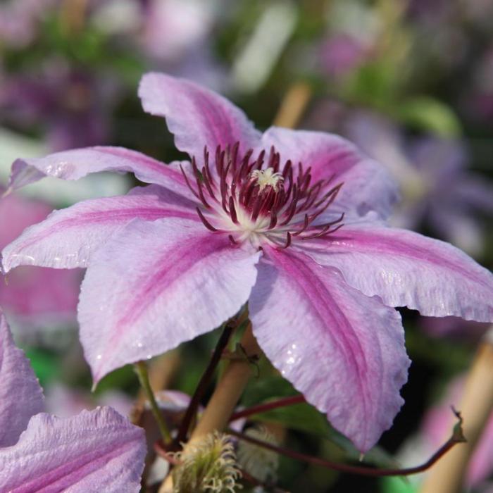 Clematis 'Girenas' plant