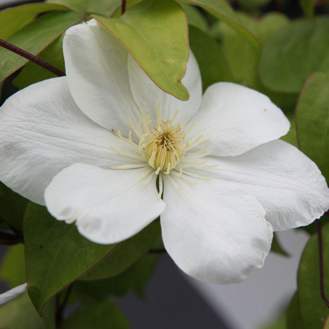 Clematis 'Guernsey Cream' plant