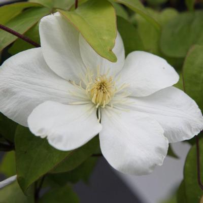 clematis-guernsey-cream