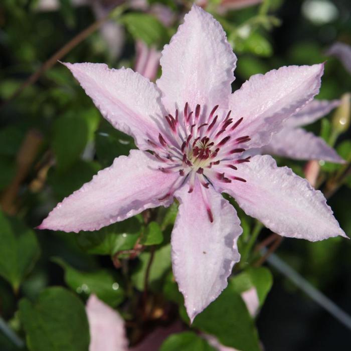 Clematis 'Hagley Hybrid' plant