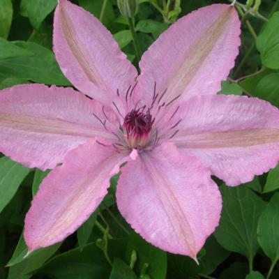 clematis-hagley-hybrid