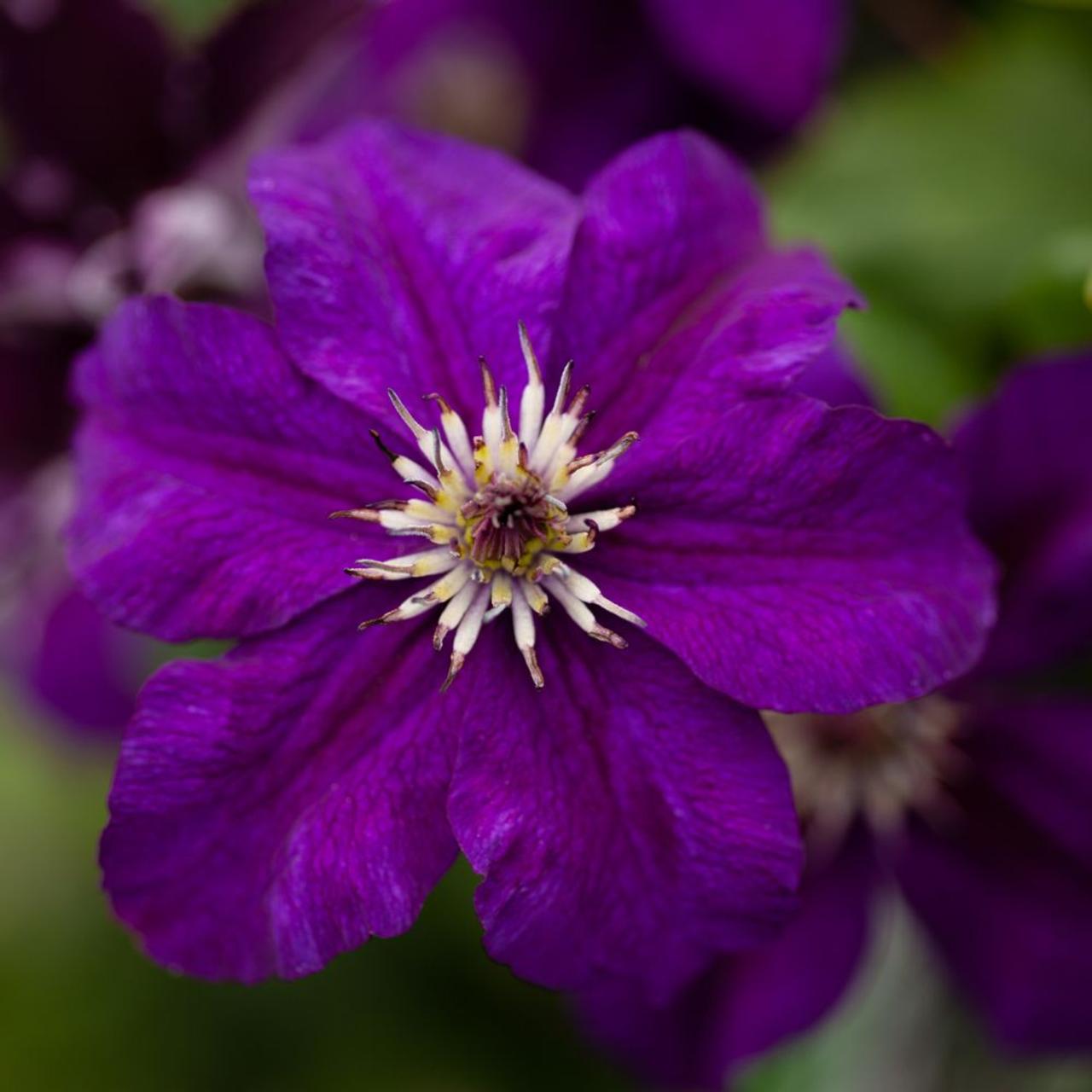 Clematis 'Happy Birthday' plant