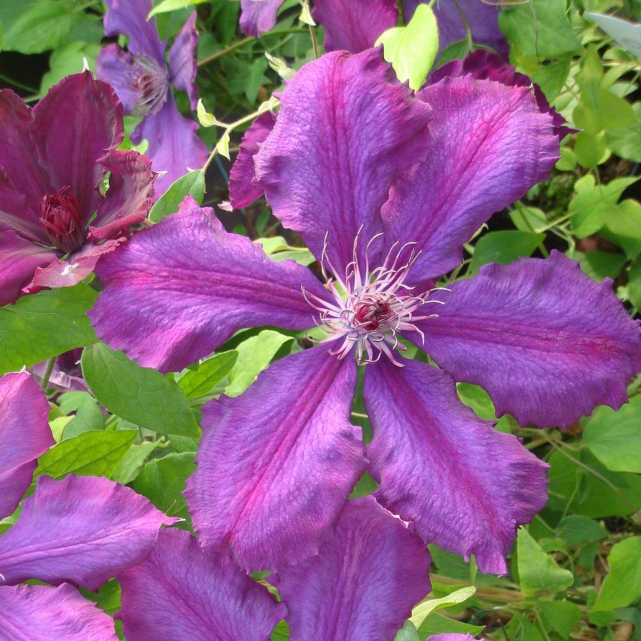 Clematis 'Honora' plant