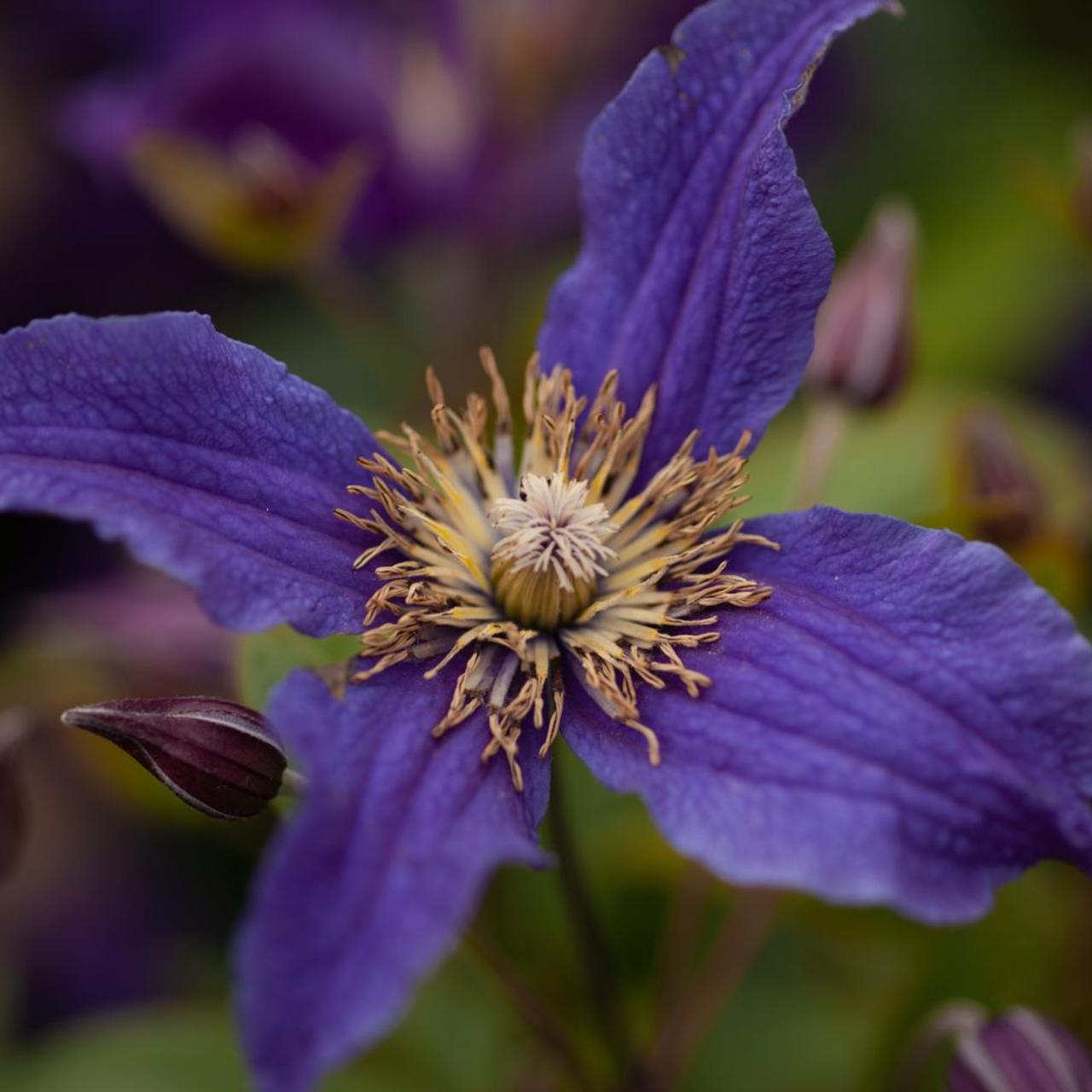 Clematis 'Hudson River' plant