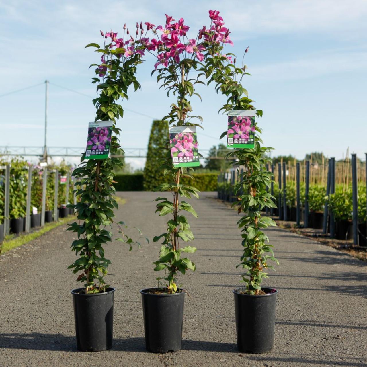 Clematis 'Inspiration' plant