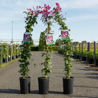 clematis-inspiration