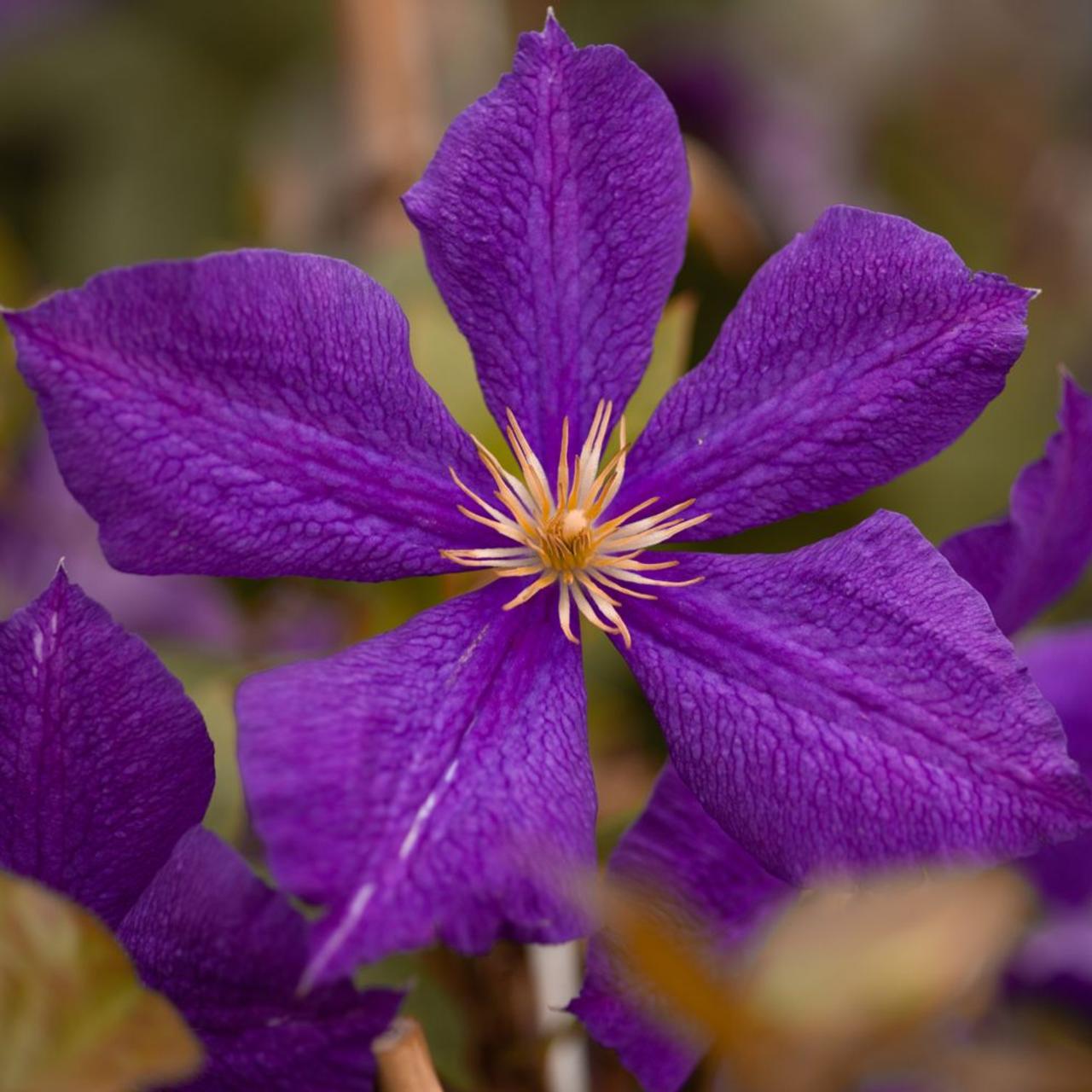 Clematis 'Jackmanii' plant