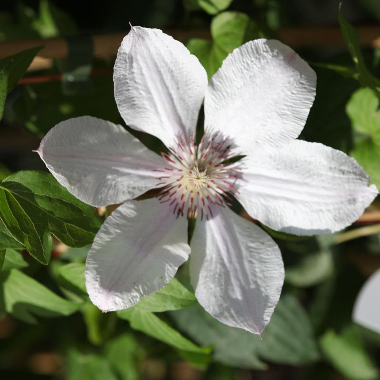 Clematis 'Jan Pawel II' plant