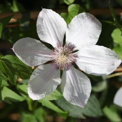 clematis-jan-pawel-ii