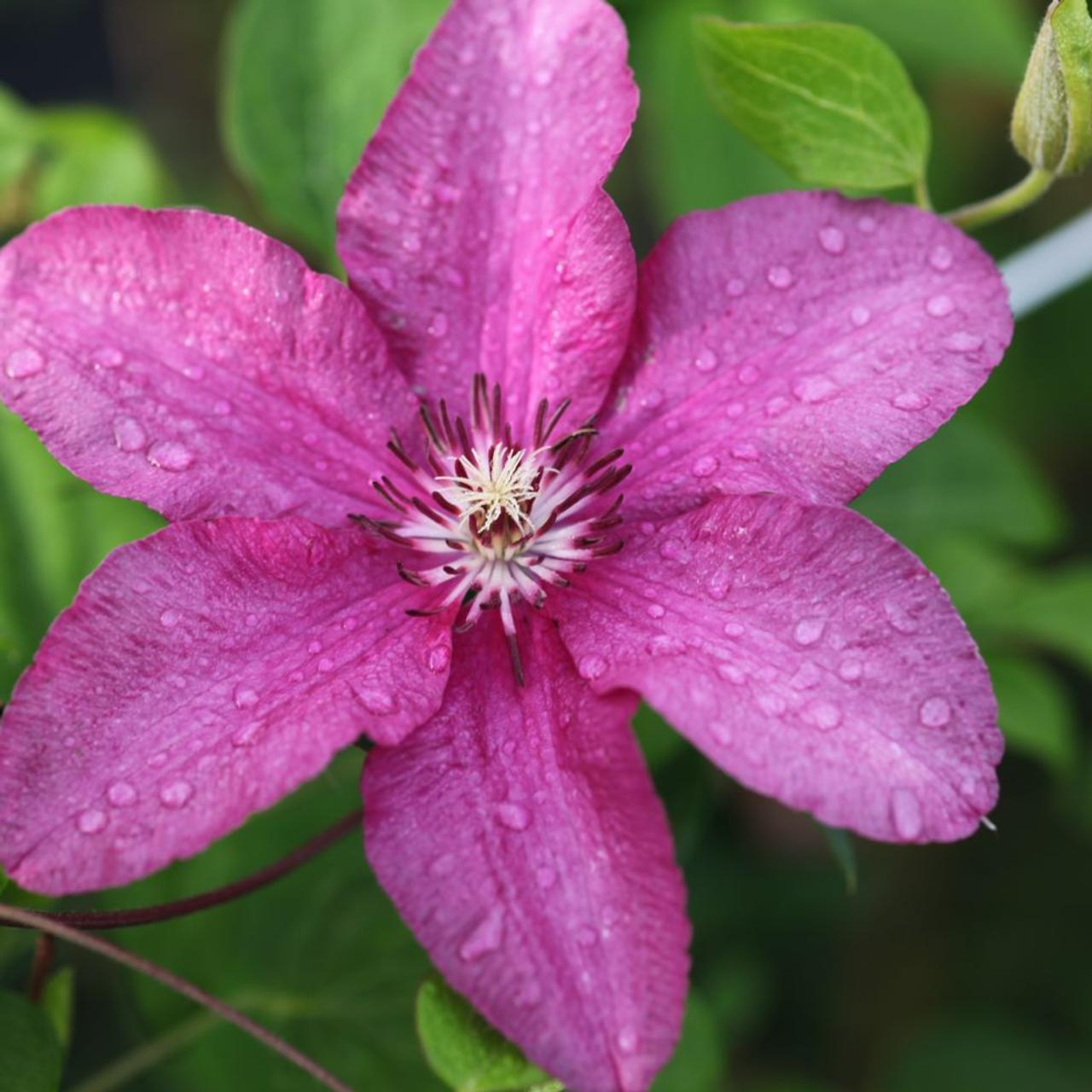 Clematis 'Kardynal Wyszynski' plant