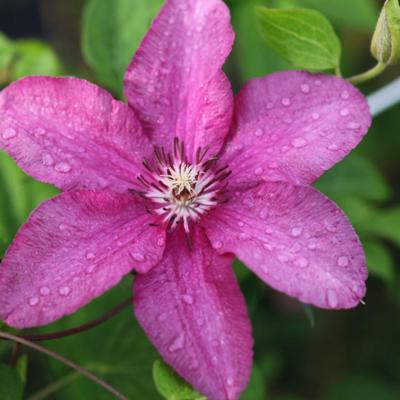 clematis-kardynal-wyszynski