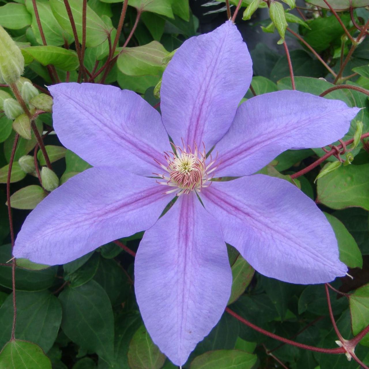 Clematis 'Lawsoniana' plant