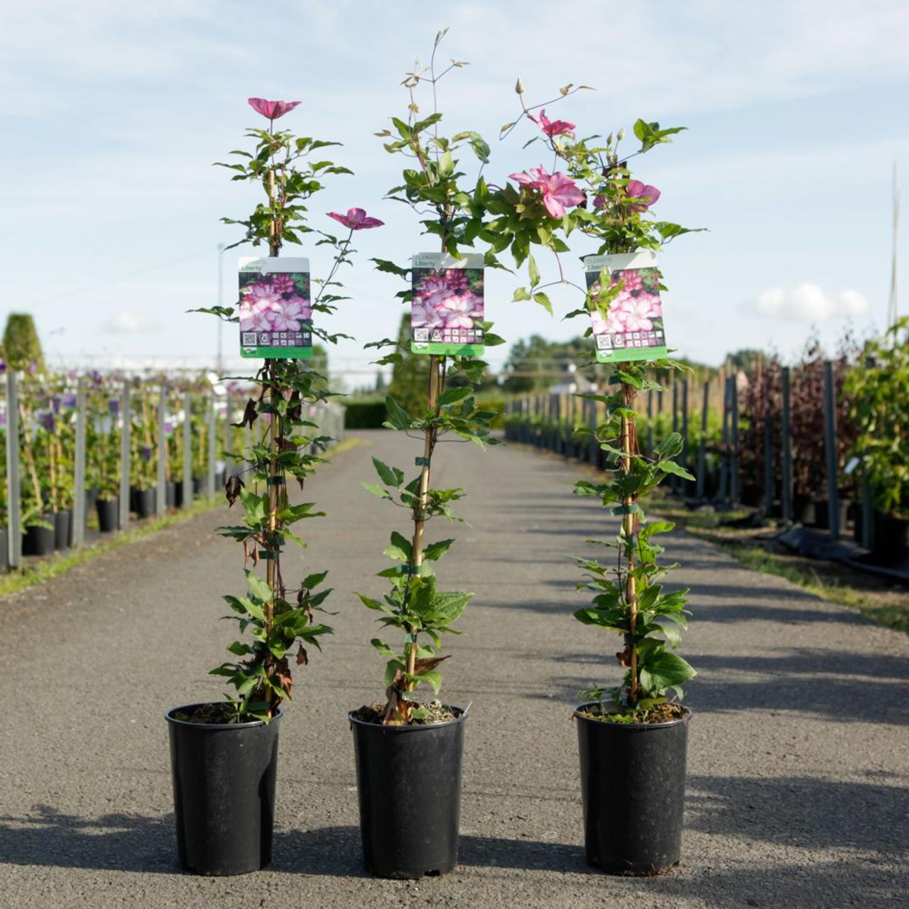 Clematis 'Liberty' plant