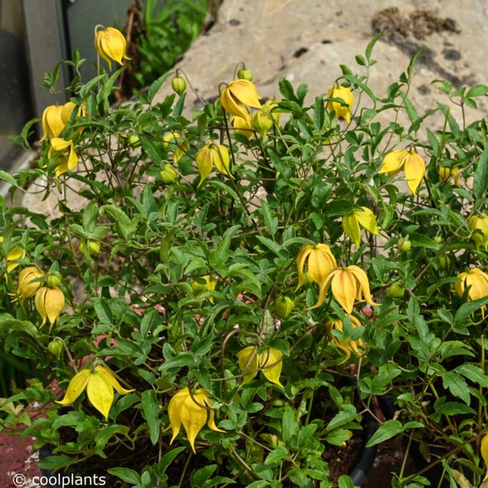 Clematis 'Little Lemons' plant