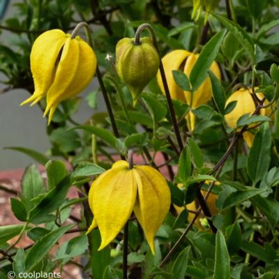 clematis-little-lemons