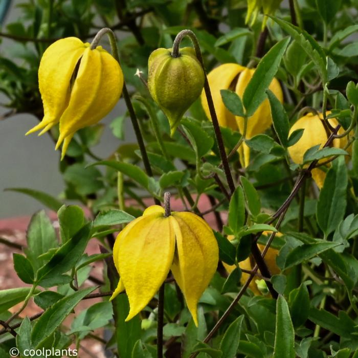 Clematis 'Little Lemons' plant
