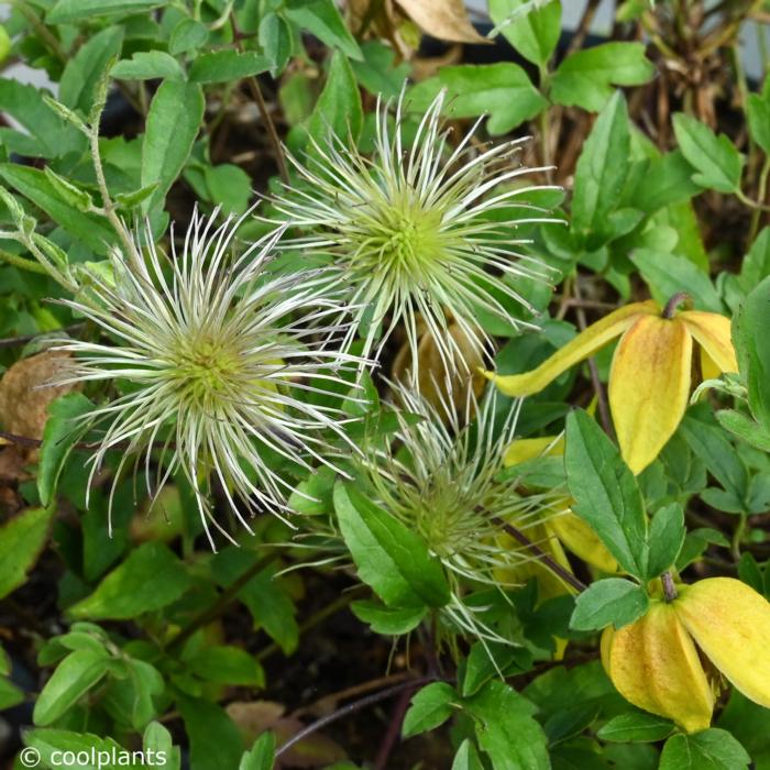 Clematis 'Little Lemons' plant