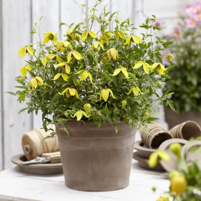 Clematis 'Little Lemons' plant