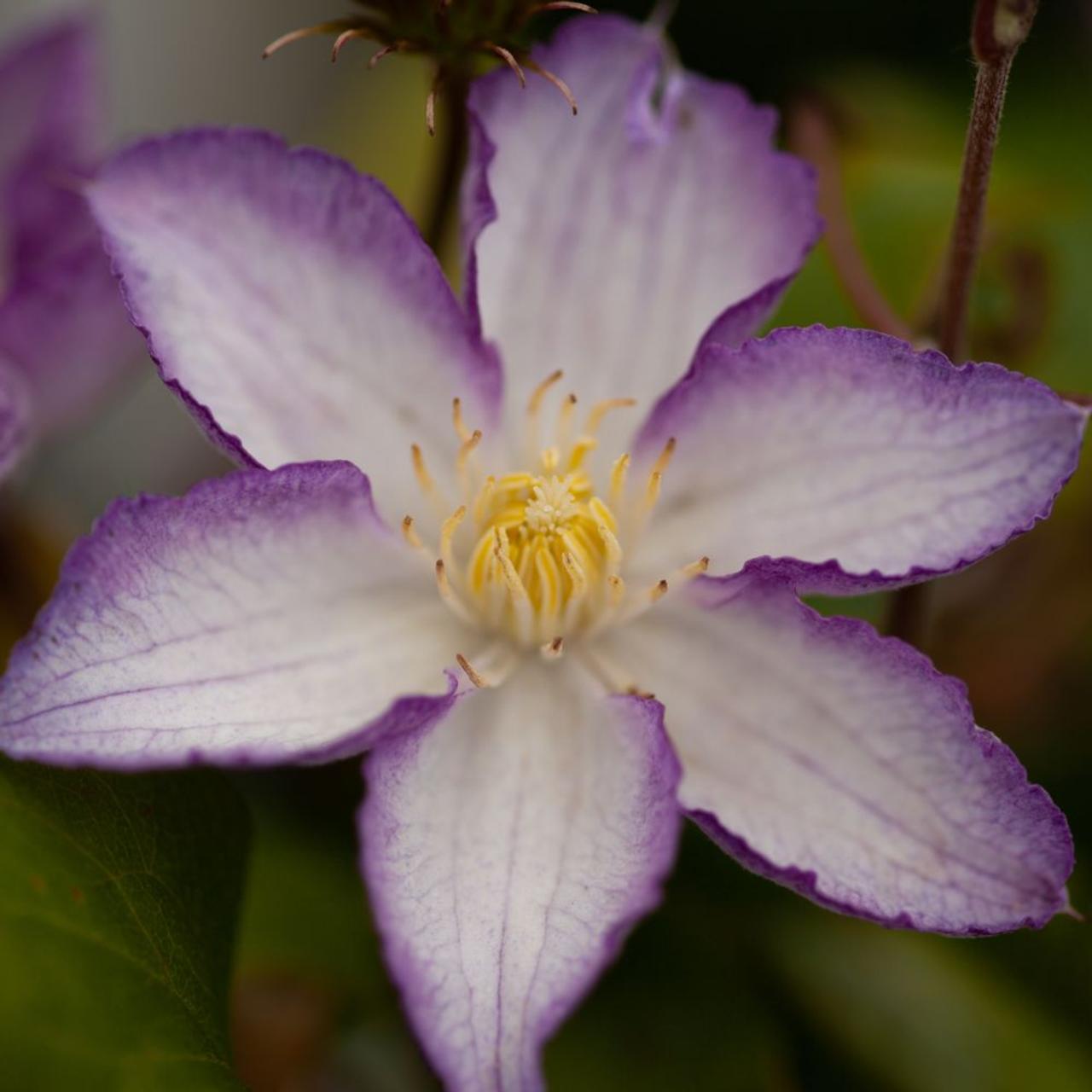 Clematis 'Lucky Charm' plant