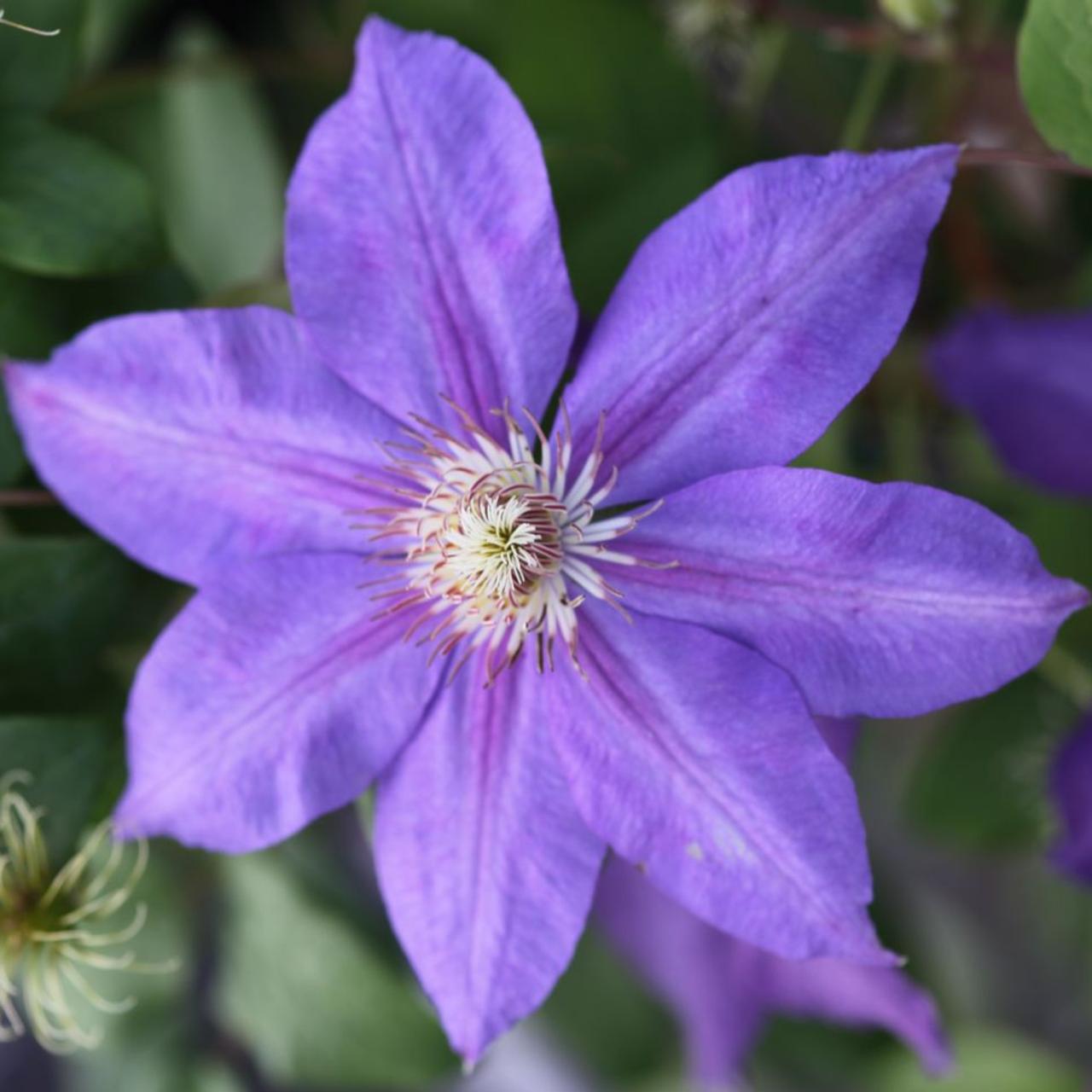 Clematis 'Luther Burbank' plant