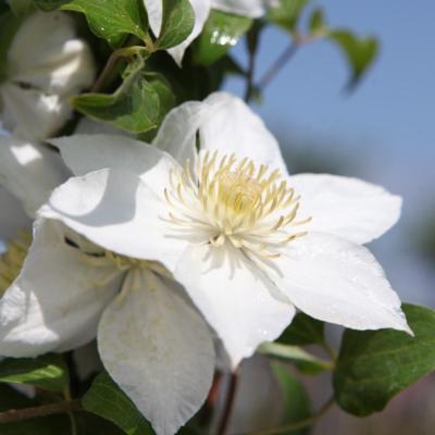 clematis-madame-blanc