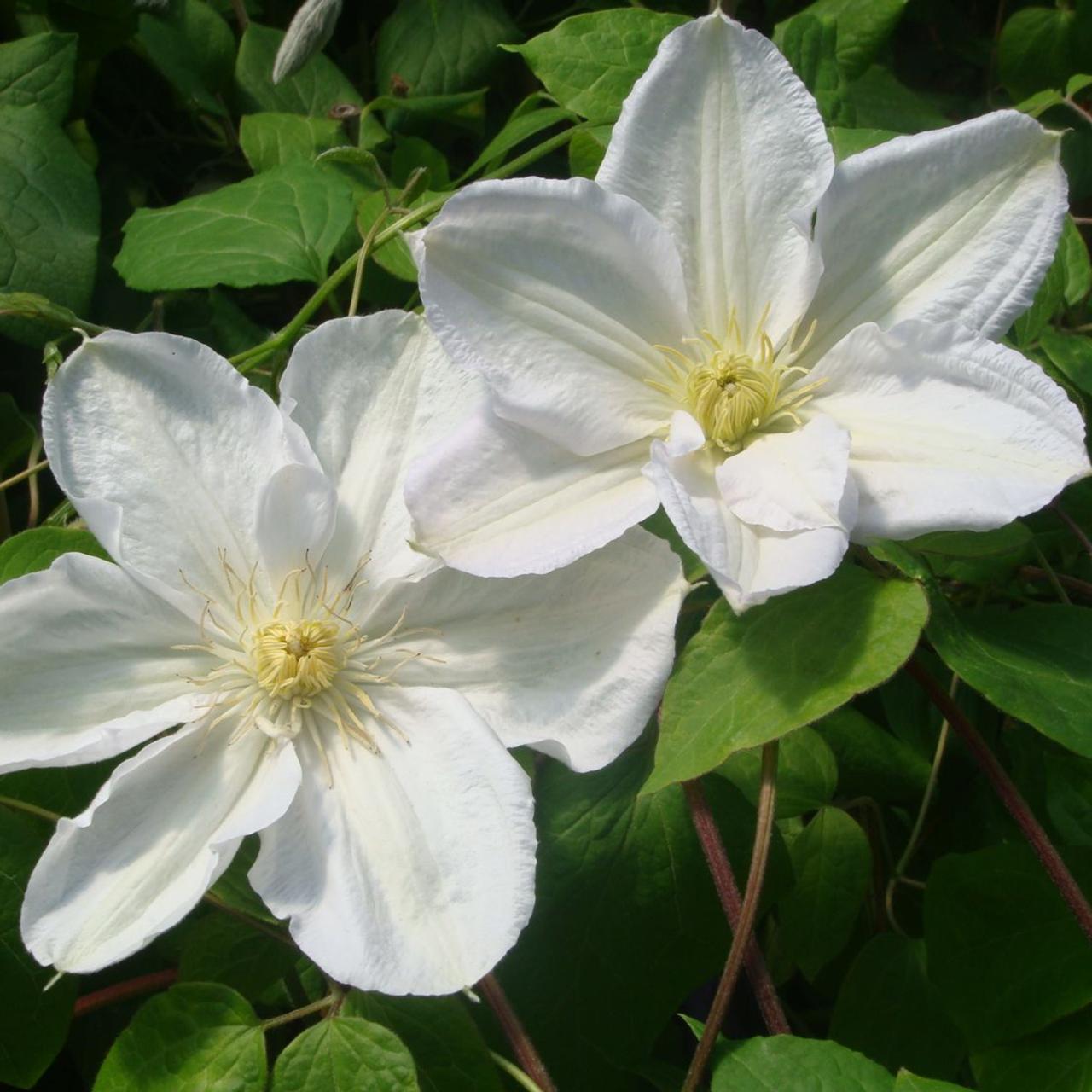 Clematis 'Madame Le Coultre' plant