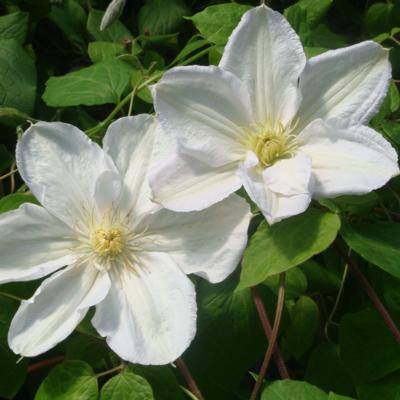 clematis-madame-le-coultre