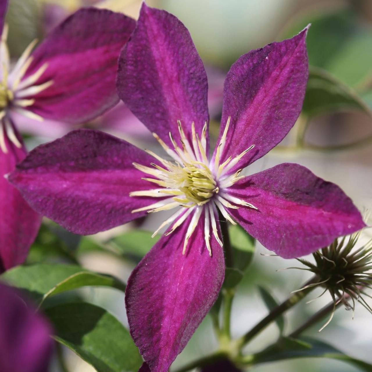 Clematis 'Mikelite' plant