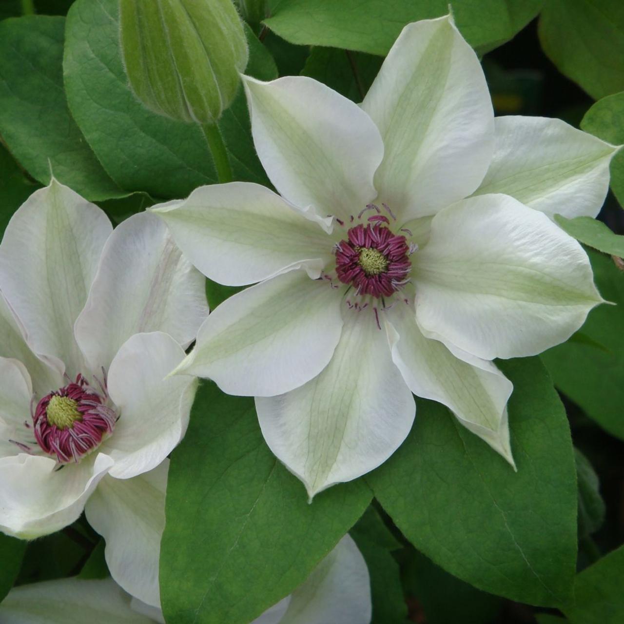 Clematis 'Miss Bateman' plant