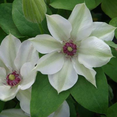 clematis-miss-bateman