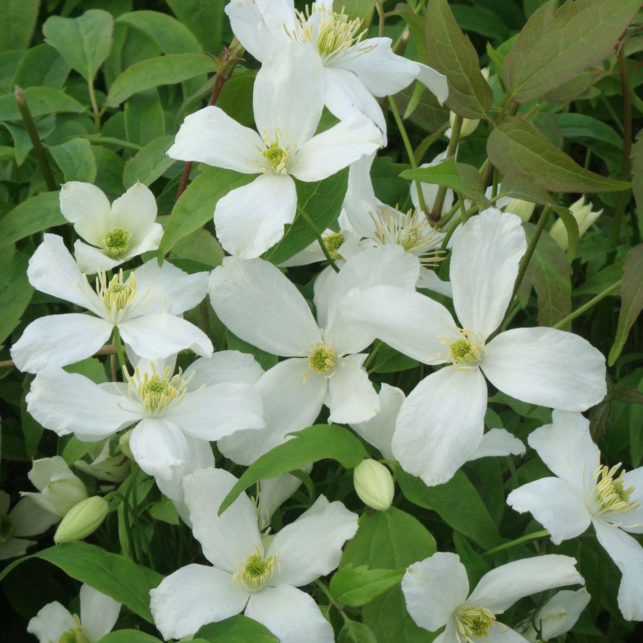 Clematis montana 'Grandiflora' plant