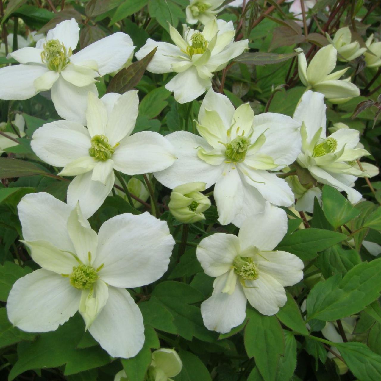 Clematis montana 'Morning Yellow' plant