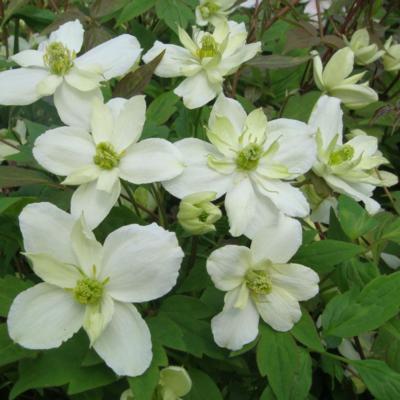 clematis-montana-morning-yellow