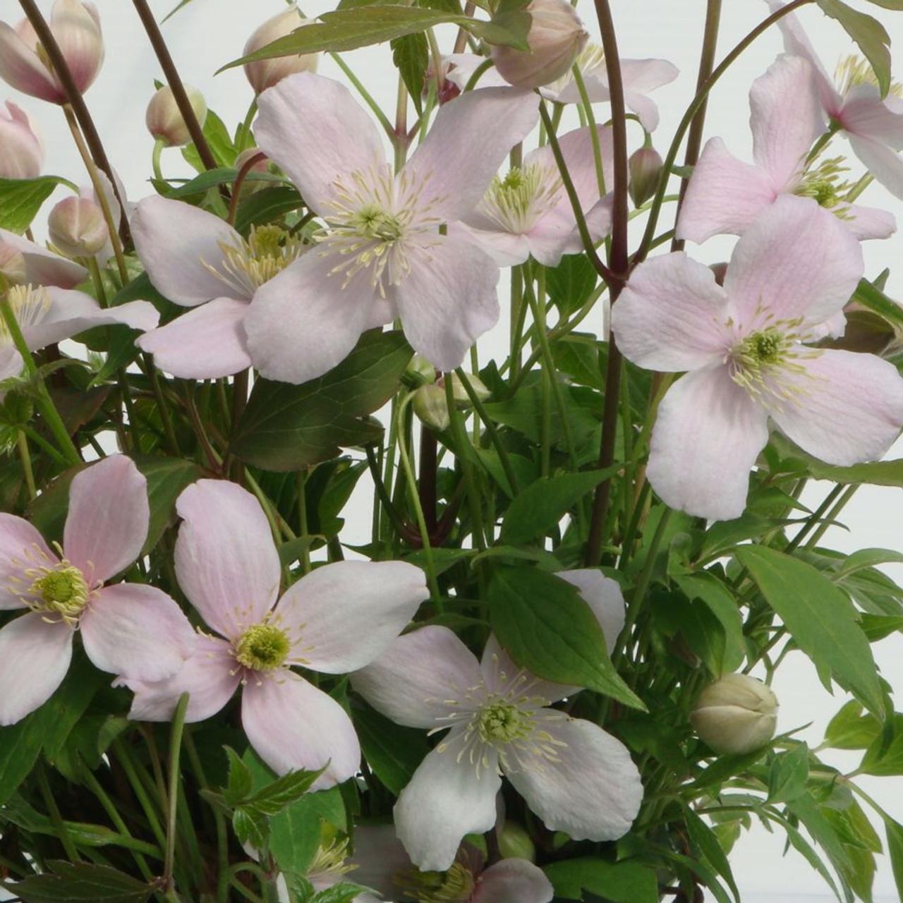 Clematis montana 'Rubens' plant