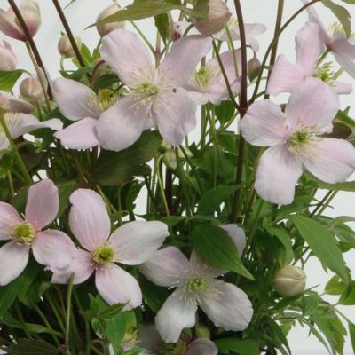 clematis-montana-rubens