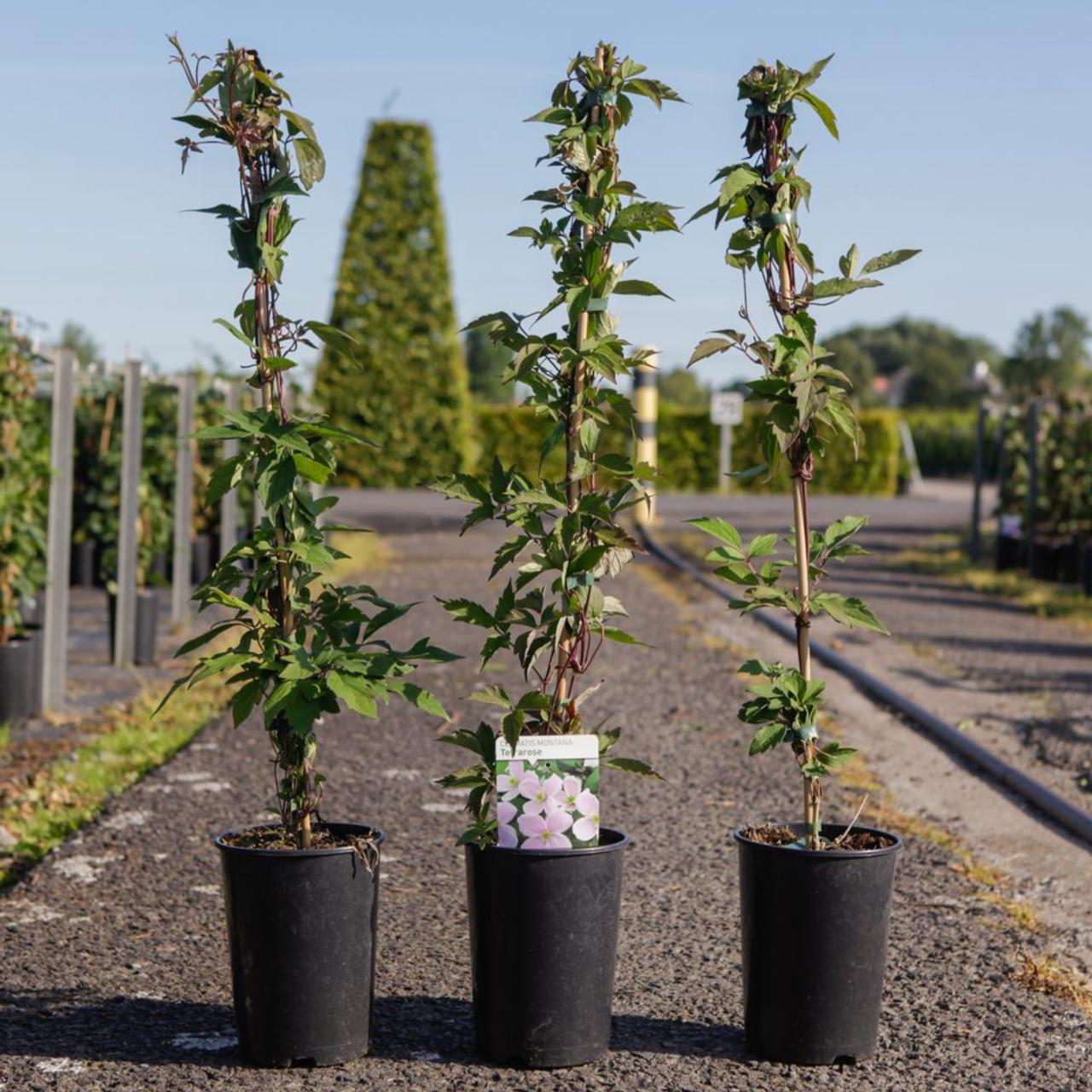 Clematis montana 'Tetrarose' plant