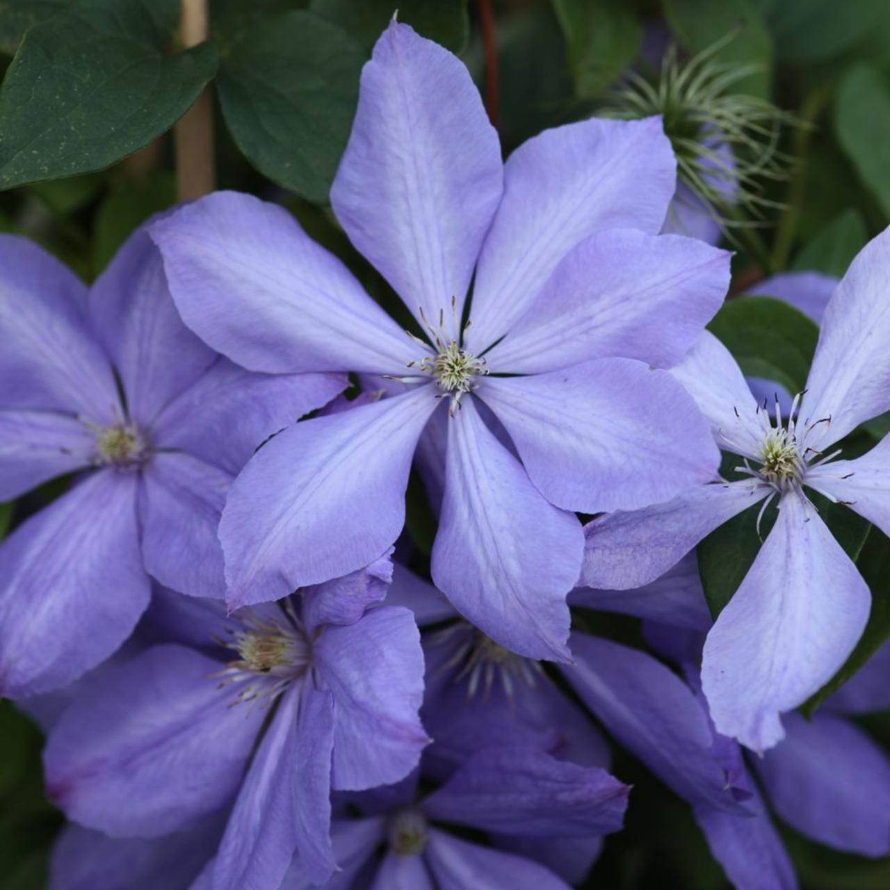 Clematis 'Mrs Cholmondeley' plant