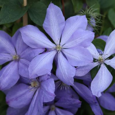 clematis-mrs-cholmondeley