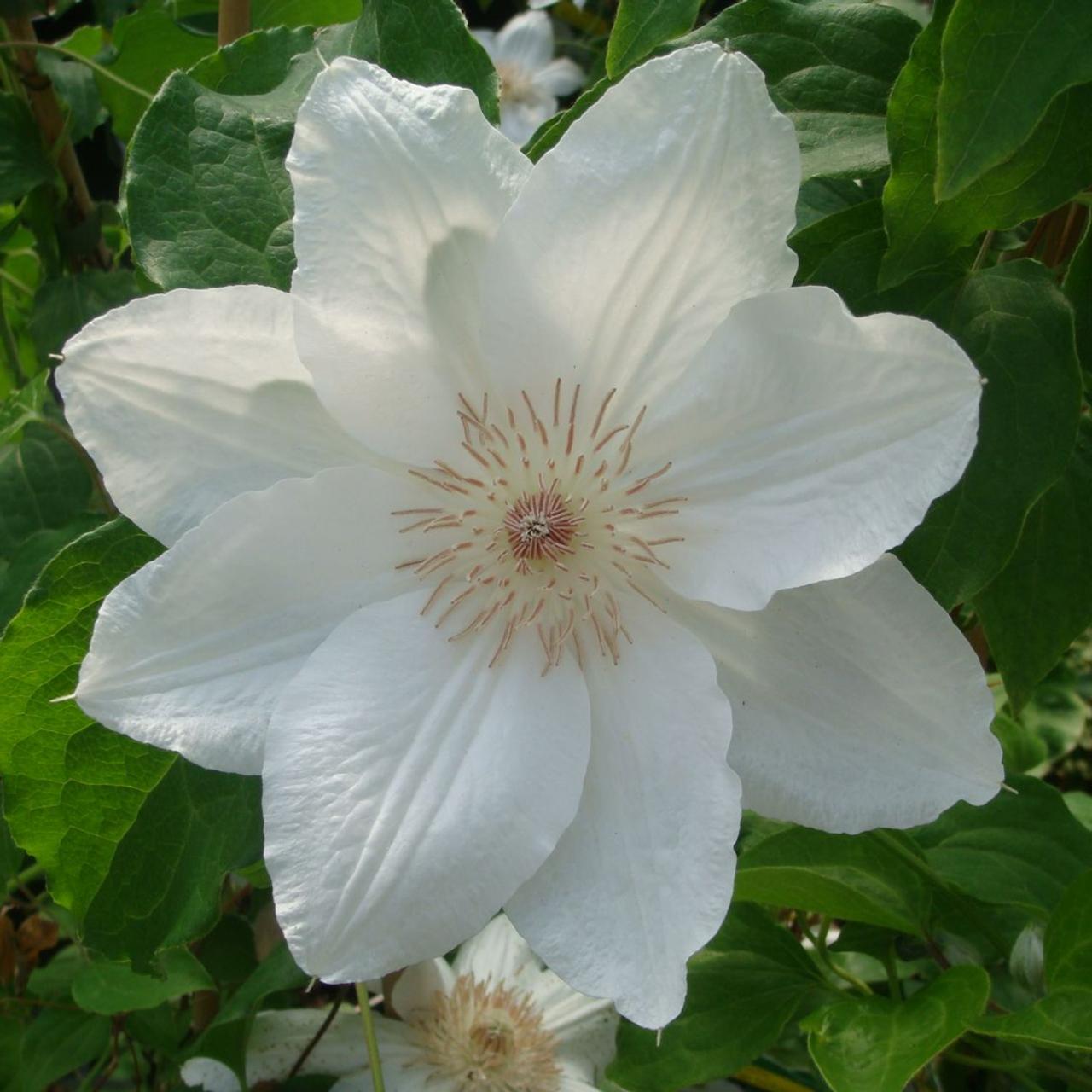 Clematis 'Mrs George Jackman' plant