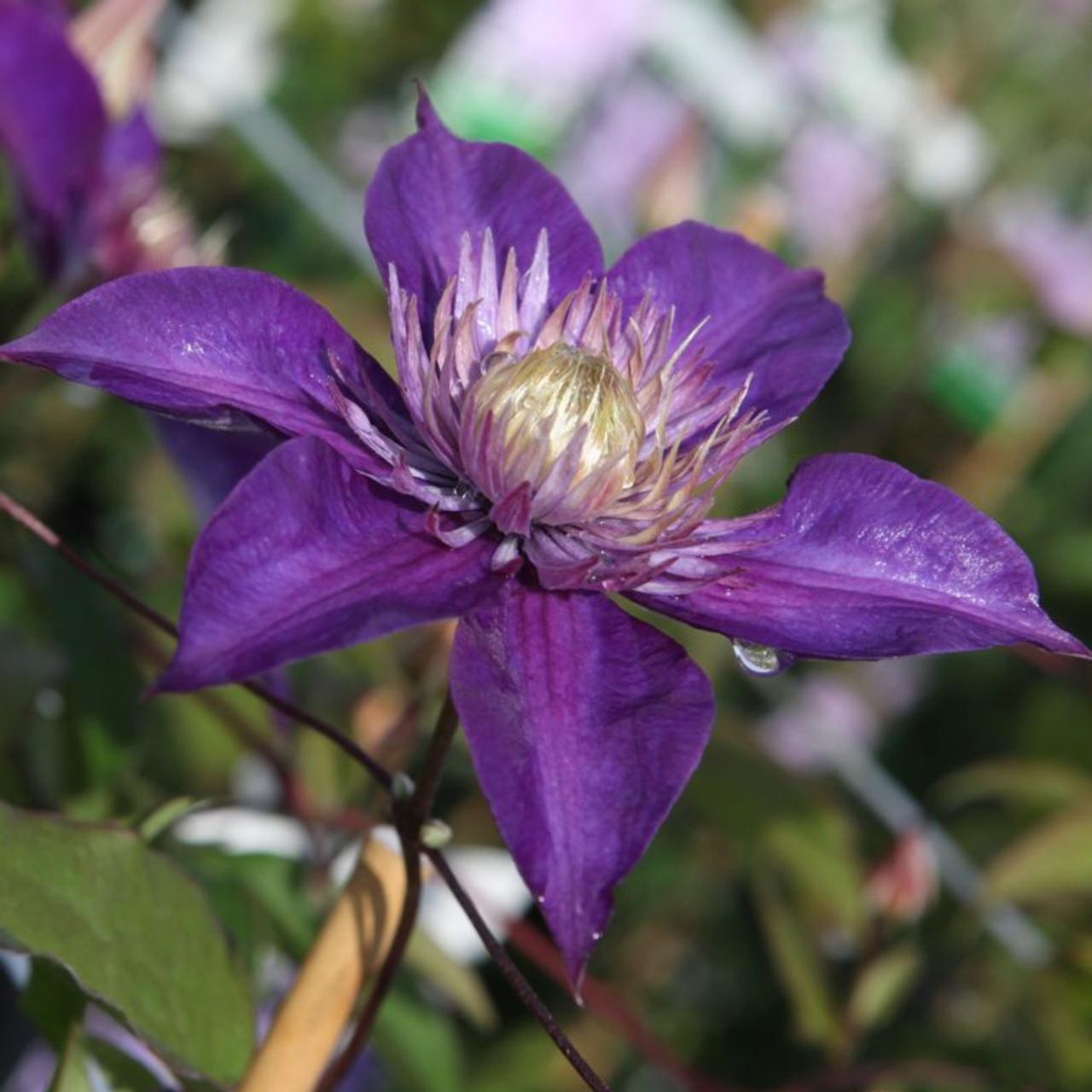 Clematis 'Multi Blue' plant